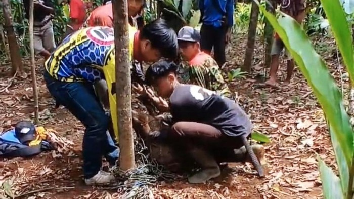 Warga tangkap babi hutan