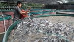 Melihat Budi Daya Ikan Lele Sistem Bioflok di Malang