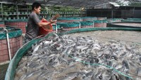 Teknologi perikanan sistem bioflok tersebut dikembangkan pada 150 kolam terpal sehingga petani mampu memanen setiap minggu dengan jumlah produksi rata-rata mencapai 6 kwintal.