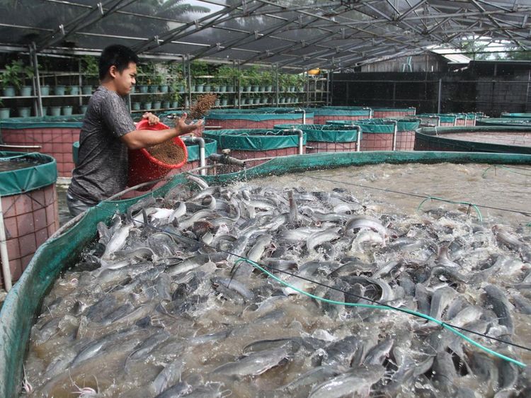 Melihat Budi Daya Ikan Lele Sistem Bioflok di Malang