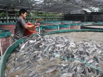 Melihat Budi Daya Ikan Lele Sistem Bioflok di Malang