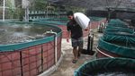 Melihat Budi Daya Ikan Lele Sistem Bioflok di Malang