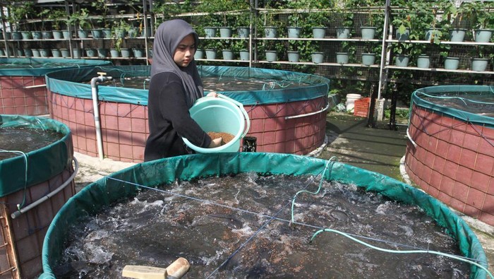 Budi daya lele sistem bioflok di Malang Pekerja mengangkut pakan ikan lele yang dibudidayakan dengan sistem bioflok di kolam pembesaran CV. Aji Berkah Lele Indonesia (ABLI), Balearjosari, Kota Malang, Jawa Timur, Sabtu (26/10/2024). Teknologi perikanan sistem bioflok tersebut dikembangkan pada 150 kolam terpal sehingga petani mampu memanen setiap minggu dengan jumlah produksi rata-rata mencapai 6 kwintal untuk kemudian dijual ke pasar dan restoran dengan harga Rp19 ribu per kilogram. ANTARA FOTO/Ari Bowo Sucipto/nz