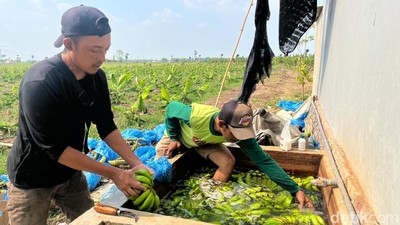Manisnya Cuan Budi Daya Pisang Cavendish di Mojokerto