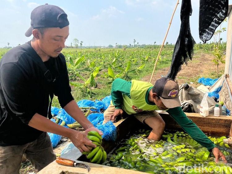 Manisnya Cuan Budi Daya Pisang Cavendish di Mojokerto