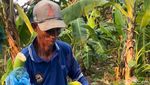 Manisnya Cuan Budi Daya Pisang Cavendish di Mojokerto