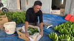 Manisnya Cuan Budi Daya Pisang Cavendish di Mojokerto