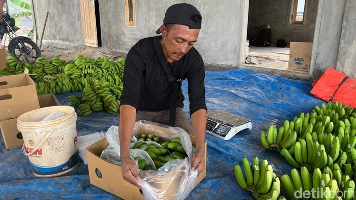 Budi Daya Pisang Cavendish di Mojokerto Budi Daya Pisang Cavendish di Mojokerto