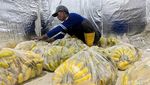 Manisnya Cuan Budi Daya Pisang Cavendish di Mojokerto