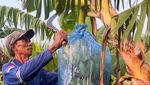 Manisnya Cuan Budi Daya Pisang Cavendish di Mojokerto