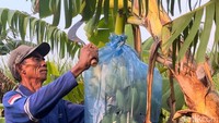 BUMDes Sumber Makmur Abadi kini mengelola 1 hektare kebun yang disewa dari warga setempat.