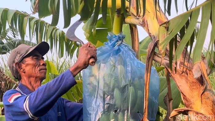 Budi Daya Pisang Cavendish di Mojokerto Budi Daya Pisang Cavendish di Mojokerto