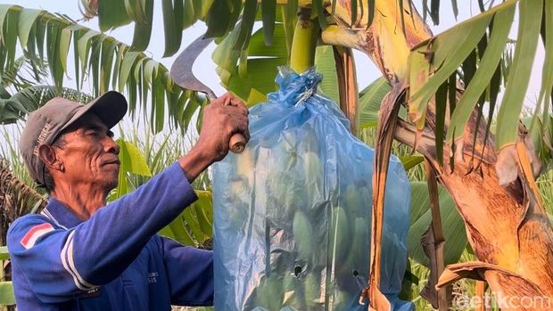 Budi Daya Pisang Cavendish di Mojokerto Beromzet Rp 90 Juta/Bulan
