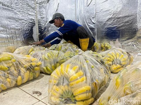 Budi Daya Pisang Cavendish di Mojokerto Beromzet Rp 90 Juta/Bulan