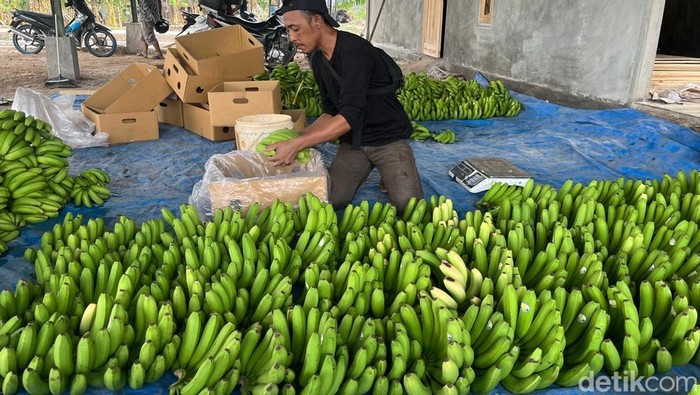 Budi Daya Pisang Cavendish di Mojokerto Beromzet Rp 90 Juta/Bulan