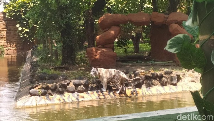 Harimau benggala putih jadi koleksi baru Kebun Binatang Surabaya