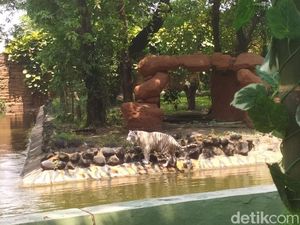 Gemas! Anara, Harimau Benggala Putih Jadi Satwa Baru KBS