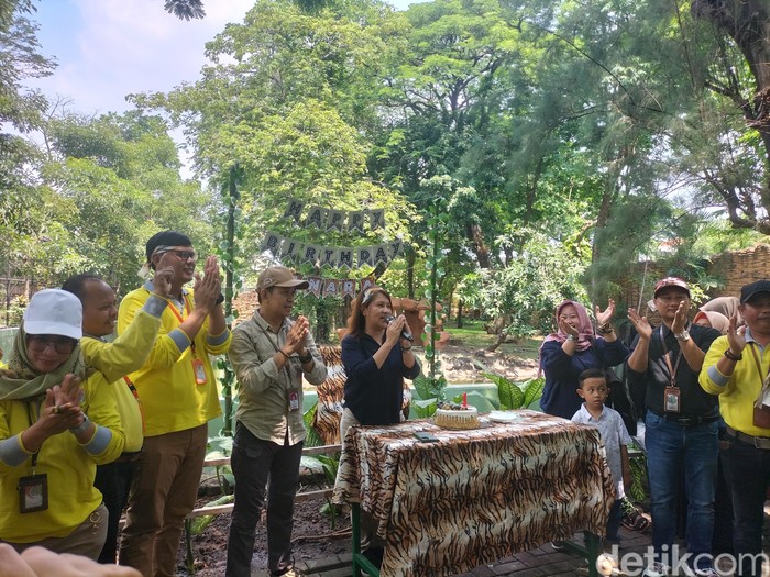 Harimau benggala putih jadi koleksi baru Kebun Binatang Surabaya
