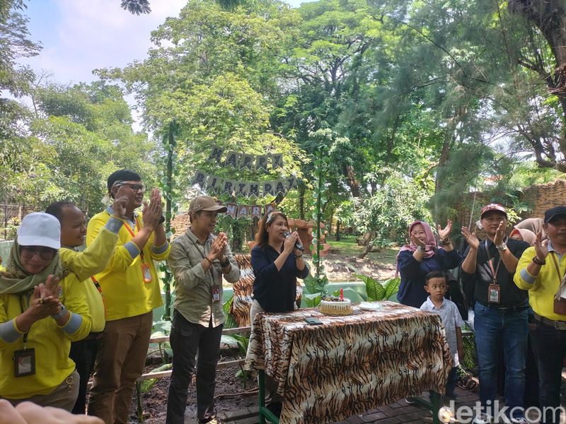 Harimau benggala putih jadi koleksi baru Kebun Binatang Surabaya