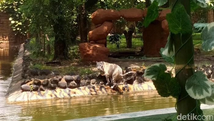 Harimau Benggala Putih Satwa Baru Kebun Binatang Surabaya Harimau Benggala Putih Satwa Baru Kebun Binatang Surabaya