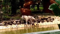 Anara adalah anakan harimau benggala putih yang memiliki berat sekitar 50 kilogram. Kehadirannya merupakan hasil dari program kerja sama antara KBS dan lembaga konservasi lain sebagai upaya pelestarian satwa.