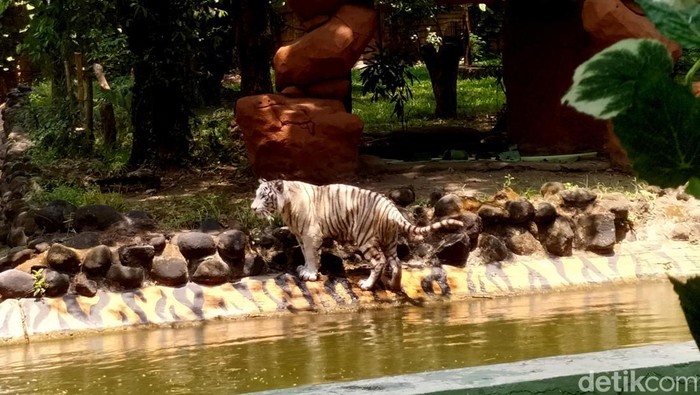 Harimau Benggala Putih Satwa Baru Kebun Binatang Surabaya