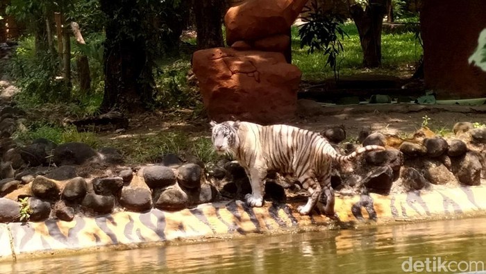 Harimau Benggala Putih Satwa Baru Kebun Binatang Surabaya