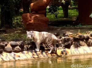 Kenalkan Anara, Harimau Benggala Putih Koleksi Baru KBS