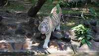 Seekor harimau benggala putih bernama Anara berada di salah satu kandang di Kebun Binatang Surabaya (KBS), Jawa Timur, Sabtu (26/10/2024).