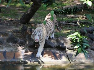 KBS Punya Koleksi Satwa Baru Harimau Benggala Putih