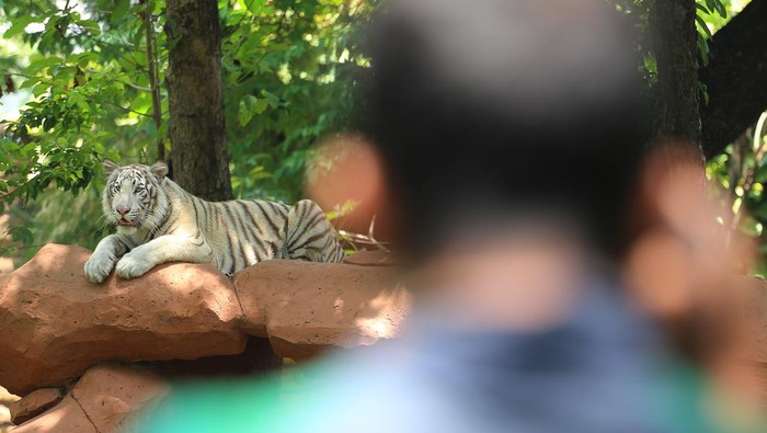 Pengunjung melihat seekor harimau benggala putih bernama Anara di salah satu kandang di Kebun Binatang Surabaya (KBS), Jawa Timur, Sabtu (26/10/2024). Harimau benggala putih berjenis kelamin betina yang berumur satu tahun tersebut menjadi koleksi satwa baru langka di Kebun Binatang Surabaya. ANTARA FOTO/Moch Asim/nz