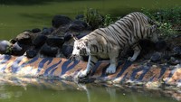 Harimau benggala putih berjenis kelamin betina tersebut berumur satu tahun.