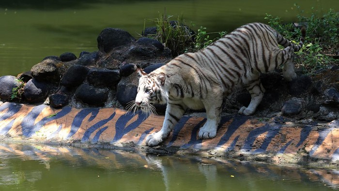 Pengunjung melihat seekor harimau benggala putih bernama Anara di salah satu kandang di Kebun Binatang Surabaya (KBS), Jawa Timur, Sabtu (26/10/2024). Harimau benggala putih berjenis kelamin betina yang berumur satu tahun tersebut menjadi koleksi satwa baru langka di Kebun Binatang Surabaya. ANTARA FOTO/Moch Asim/nz