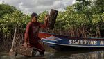Begini Proses Konservasi Mangrove Segara Anakan di Cilacap