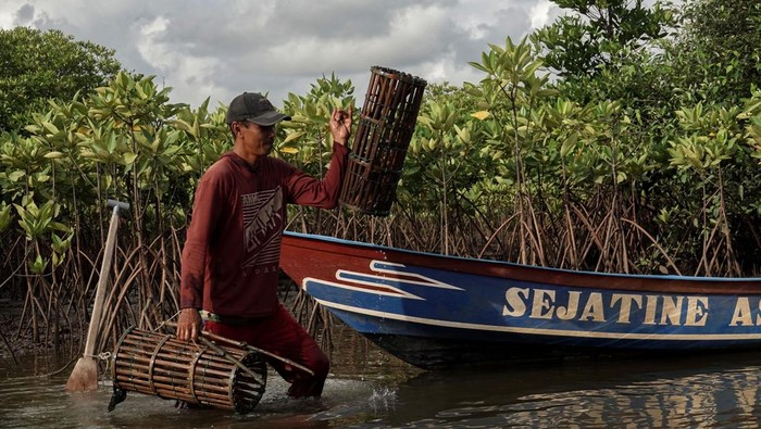 Konservasi mangrove segara anakan oleh PT KPI Project Cilacap Pekerja dari PT Kilang Pertamina Internasional (KPI) Project Cilacap bersama anggota kelompok pelestari mangrove Sidaasih melakukan monitoring pohon mangrove yang ditanam di kawasan segara anakan, Kutawaru, Cilacap, Jawa Tengah, Rabu (23/10/2024). PT Kilang Pertamina Internasional (KPI) Project Cilacap telah melakukan penanaman 75.000 pohon mangrove pada lahan seluas 4,45 hektare yang dilakukan dari tahun 2020-2024, sebagai upaya konservasi segara anakan di Cilacap, Jateng. ANTARA FOTO/Idhad Zakaria/aww.