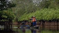 Pekerja dari PT Kilang Pertamina Internasional (KPI) Project Cilacap bersama anggota kelompok pelestari mangrove Sidaasih melakukan monitoring pohon mangrove yang ditanam di kawasan segara anakan, Kutawaru, Cilacap, Jawa Tengah.