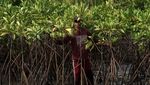 Begini Proses Konservasi Mangrove Segara Anakan di Cilacap