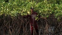Anggota kelompok pelestari mangrove Sidaasih melakukan monitoring pohon mangrove yang ditanam di kawasan segara anakan, Kutawaru, Cilacap, Jawa Tengah.