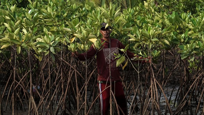 Pekerja dari PT Kilang Pertamina Internasional (KPI) Project Cilacap bersama anggota kelompok pelestari mangrove Sidaasih melakukan monitoring pohon mangrove yang ditanam di kawasan segara anakan, Kutawaru, Cilacap, Jawa Tengah, Rabu (23/10/2024). PT Kilang Pertamina Internasional (KPI) Project Cilacap telah melakukan penanaman 75.000 pohon mangrove pada lahan seluas 4,45 hektare yang dilakukan dari tahun 2020-2024, sebagai upaya konservasi segara anakan di Cilacap, Jateng. ANTARA FOTO/Idhad Zakaria/aww.