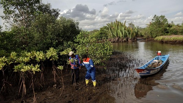 Begini Proses Konservasi Mangrove Segara Anakan di Cilacap