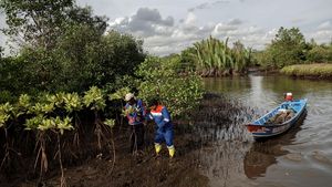 Begini Proses Konservasi Mangrove Segara Anakan di Cilacap