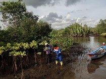 Begini Proses Konservasi Mangrove Segara Anakan di Cilacap