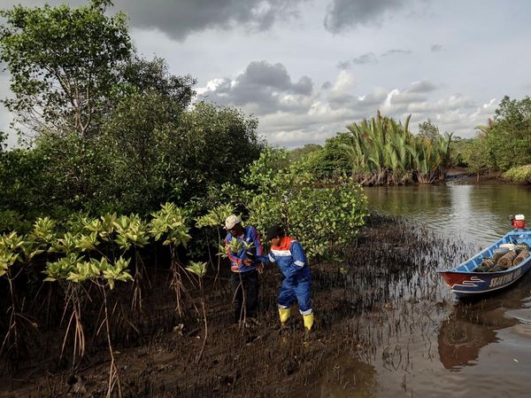 Begini Proses Konservasi Mangrove Segara Anakan di Cilacap
