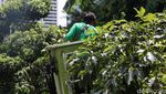 Mengintip Perawatan Pohon Tabebuya di Sudirman
