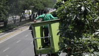Perawatan tanaman ini dilakukan secara rutin. 