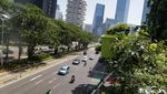 Mengintip Perawatan Pohon Tabebuya di Sudirman