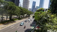 Pohon tabebuya di Jalan Sudirman ditanam untuk mempercantik kawasan. Bunga tabebuya bermekaran sekitar bulan September. 