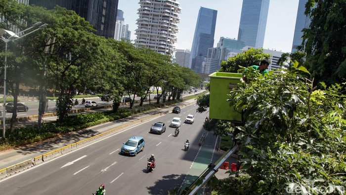 Pohon tabebuya yang berada di sepanjang Jalan Sudirman dilakukan perawatan rutin. Bagian ranting yang sudah memanjang dipangkas.