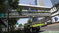 Petugas Suku Dinas Pertamanan dan Hutan Kota Jakarta Pusat memangkas pohon tabebuya di kawasan Bendungan Hilir, Jalan Sudirman, Jakarta, Sabtu (26/10/2024).
