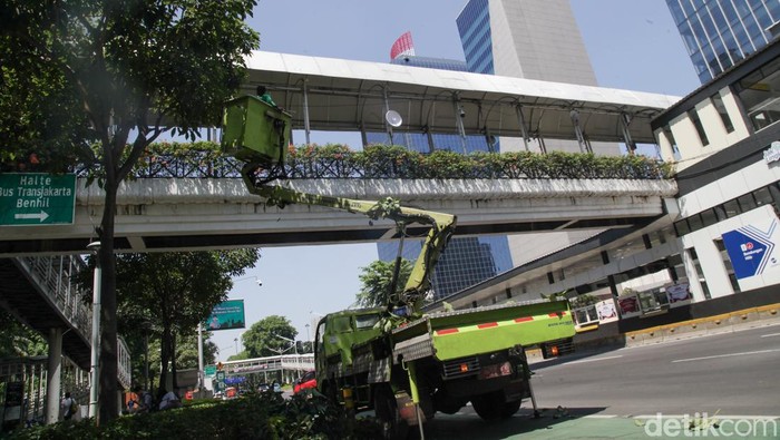 Mengintip Perawatan Pohon Tabebuya di Sudirman Pohon tabebuya yang berada di sepanjang Jalan Sudirman dilakukan perawatan rutin. Bagian ranting yang sudah memanjang dipangkas.